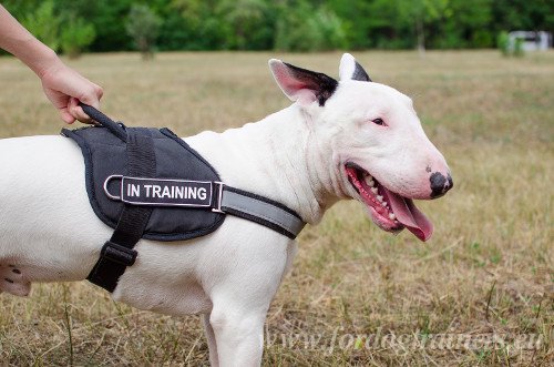 Bullterrier Geschirr Online bestellen