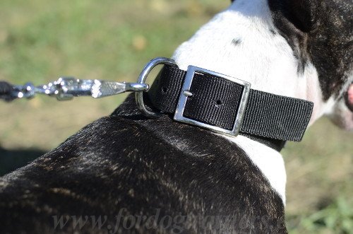 Nylon Halsband fr Bull Terrier