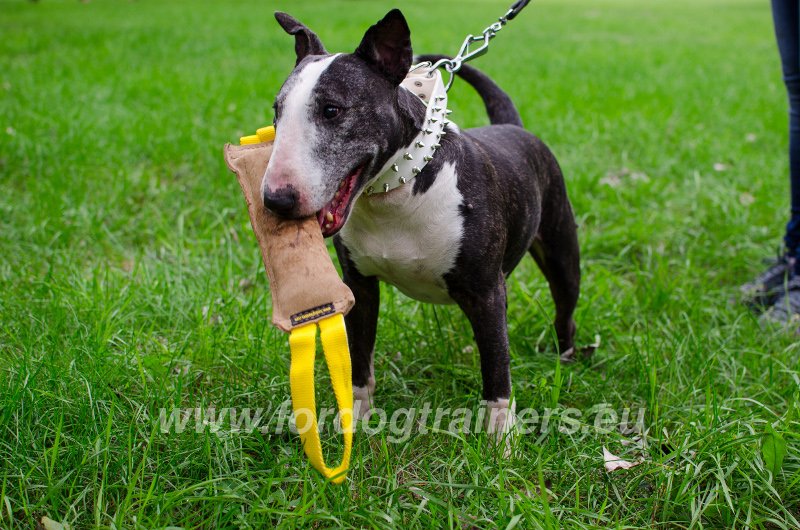 Bite Training tag for bull Terrier