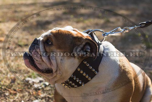 Wide Leather Collar for English Bulldog