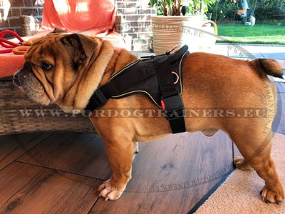 Designer English Bulldog Harness Made of Nylon