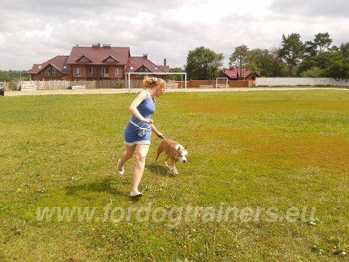 Running with Bulldog