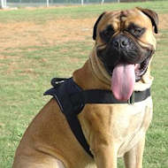 Lightweight nylon harness for Mastiff