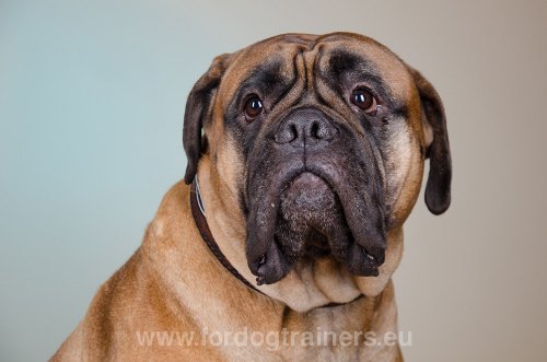 10 Faits intéressants sur les Chiens