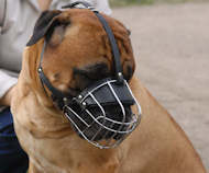 Practical everyday basket muzzle for Bullmastiff