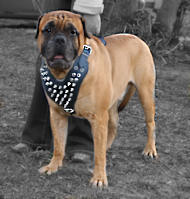 Leather dog harness for Mastiff with spikes