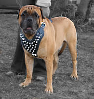 Bullmastiff H9 harnais Spiked chien en cuir