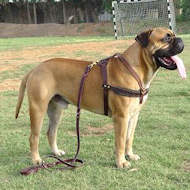 Bullmastiff Harness for Walking and
Tracking