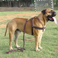 Bullmastiff Harness for walking and
tracking