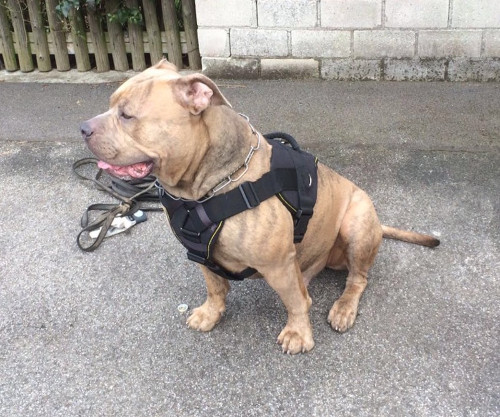 Harnais d'entrainement pour chien fort