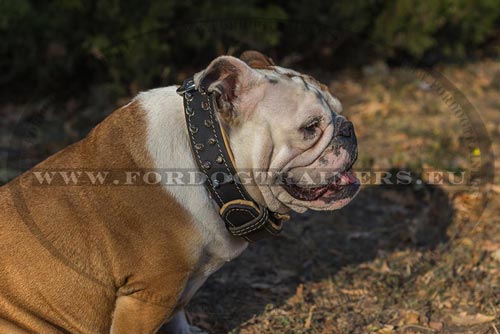 English
Bulldog Collar