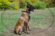 Training Stik
Halsband voor Mechelse Herder