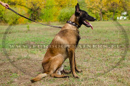 Hundehalsband aus Nylon mit silberfarbigen Konchen fr Malinois