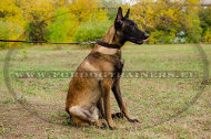 Malinois Leather Collar - Simple Classical One