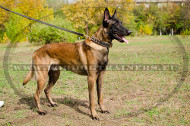 Collier en cuir naturel Clous Chics pour Malinois