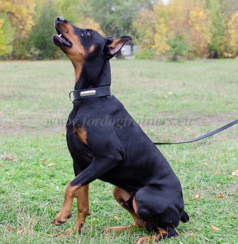 ID Collar for Dobermann