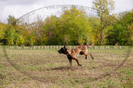 Collare in nylon per Malinois