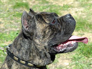 Lederen Cane Corso dunne Halsband met Platen