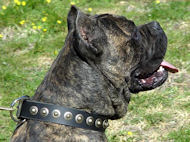 Cane Corso Gorgeous Leather Dog Collar With Doted Circles