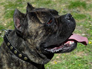 Leather Bulldog Collar with Blue Stones