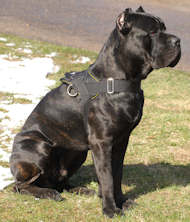 Cane Corso Allwetter-Hundegeschirr aus Nylon H6