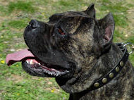 Collare di cuoio con borchie rotonde per Cane Corso