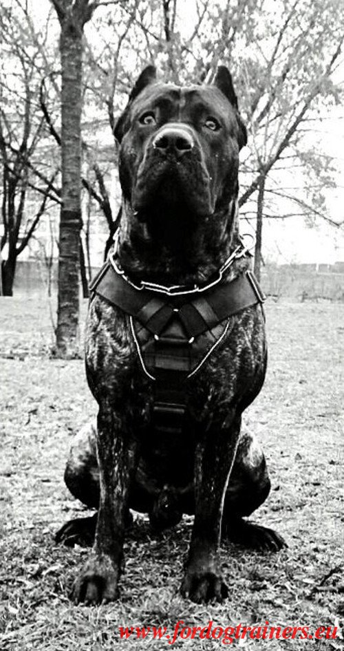 Nylon Dog harness for Sports and tracking