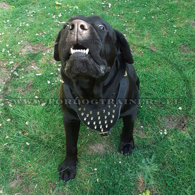 Leather Dog Harness with Spikes for Walking