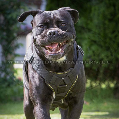 Cane Corso Hancrafted Nylon Harness