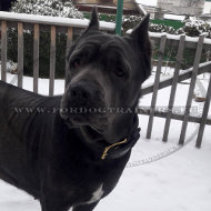 Collar de perro con la correa de cuero de la mano