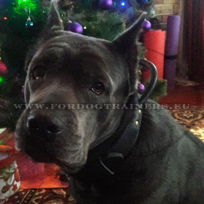 Heavy-duty Leather Collar for Cane Corso