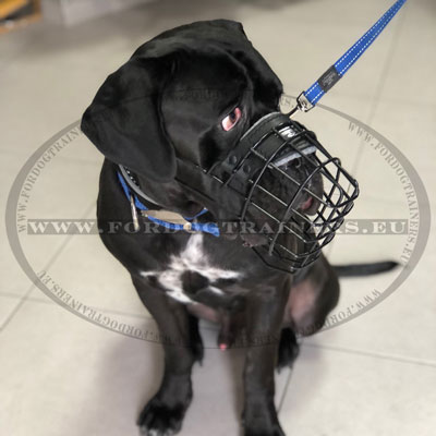 Muselire recouverte caoutchouc pour chien noir Mastiff italien