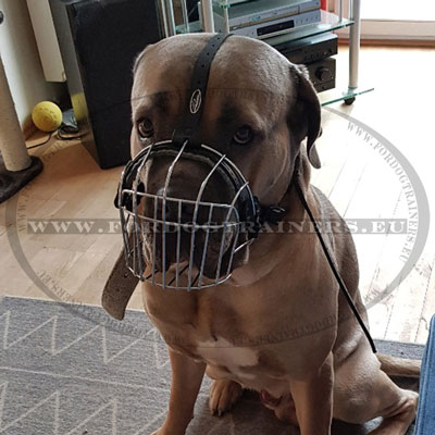 Cane corso muselire cage mtallique