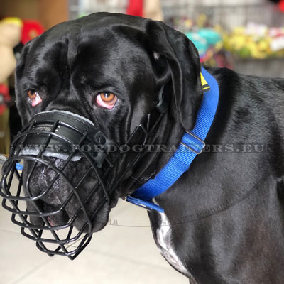 Molosser Dog Rubber Muzzle Your Dog Nose Padded