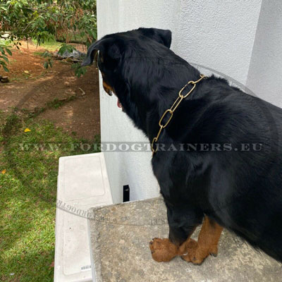 Slip Dog Collars for Rottweilers Designer MC