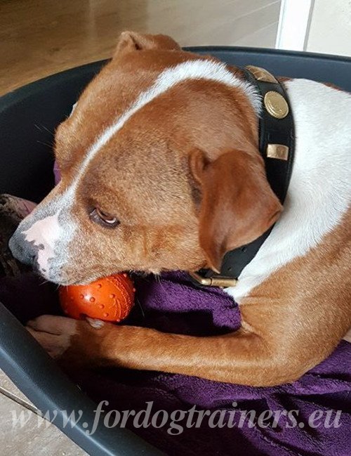 Chien moyen jouet en caoutchouc