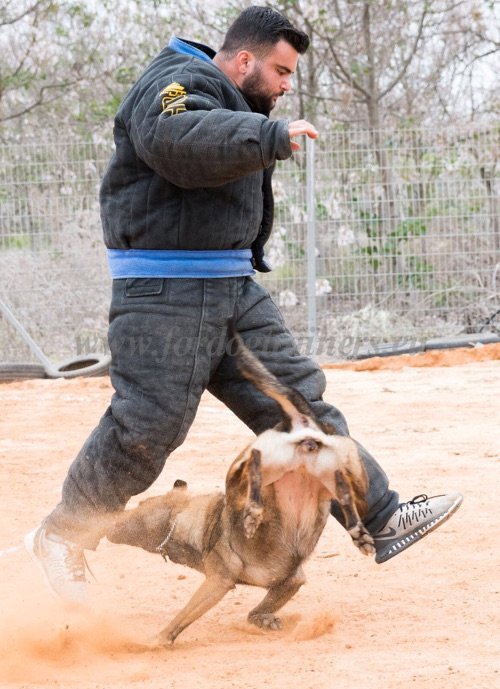 Costume pour dressage chien au mordant