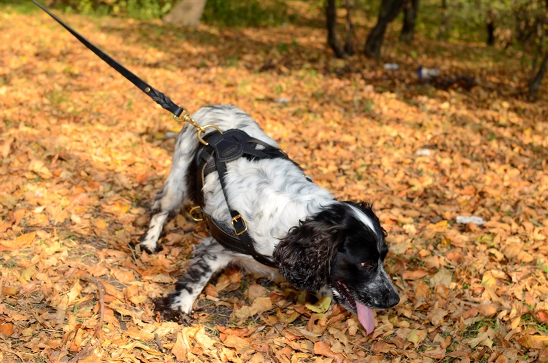 Spaniel cherche à manger sur le sol