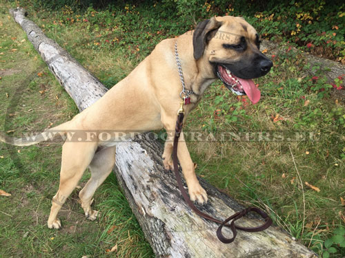 Choking Hond Halsaband voor Mastiff