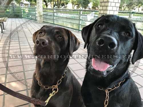 Choke Collar for Training Labrador