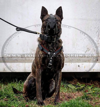 Agitation Dog Muzzle with Felt Padding