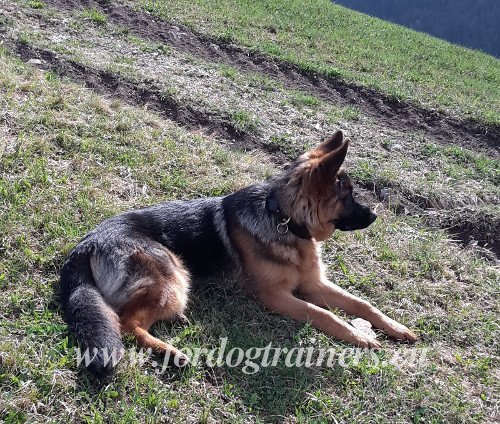 Collier résistant en cuir doublé pour chien