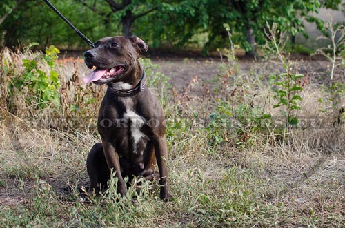 Collier extraordinaire en meilleur cuir pour Pitbull