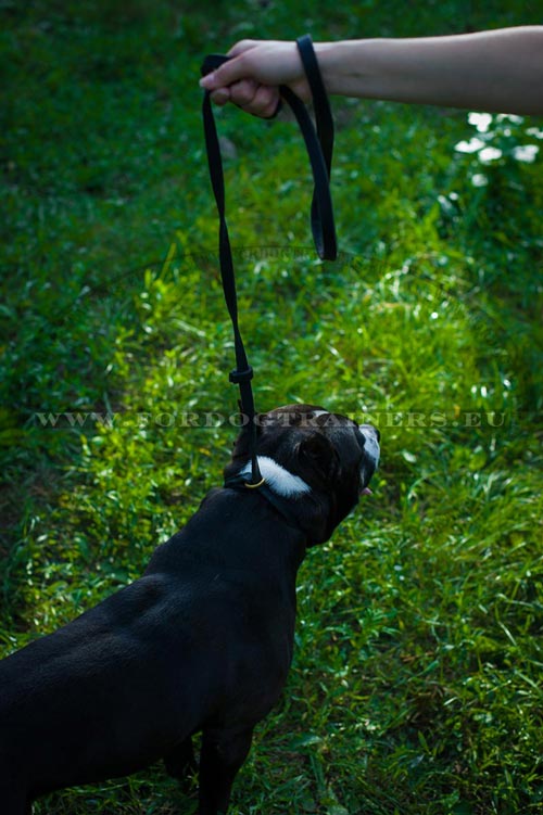 Leather Choke Collar and Lead Set