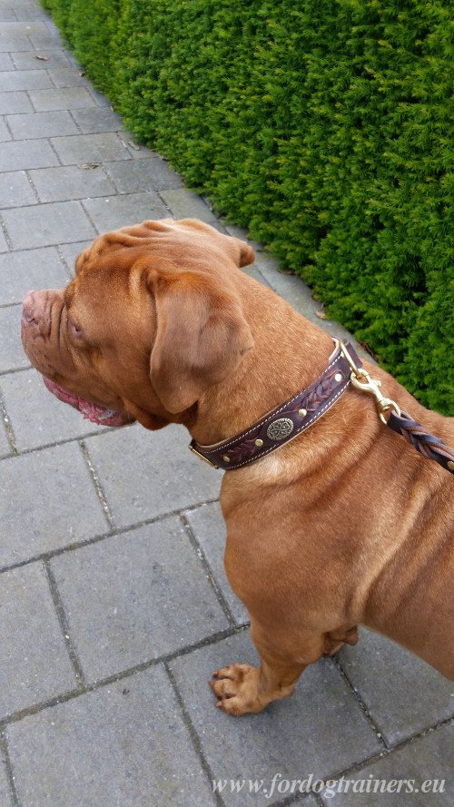 Braided Collar for Dogue de Bordeaux collier en cuir
fort