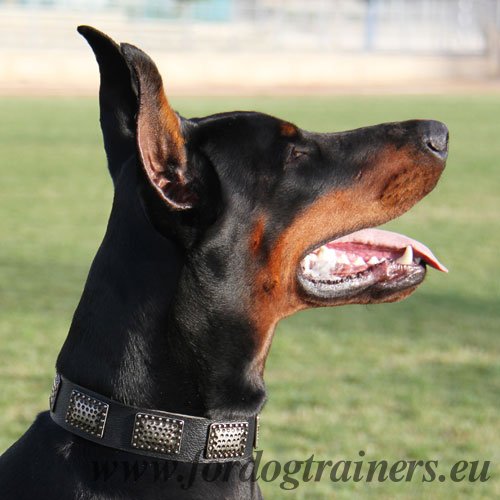 Doberman
Collar with Massive Plates