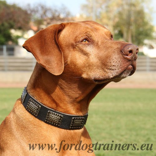 Rhodesian Ridgeback Solid Leather Collar