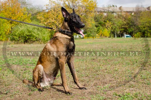 Braided Leather Collar for Malinois