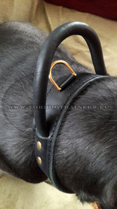 Italian Mastiff Multifunctional Collar