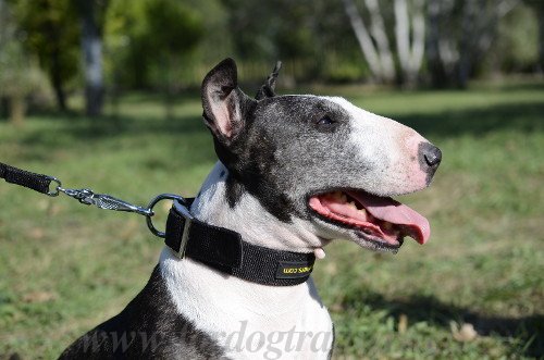 Bull Terrier wasserdichtes Halsband